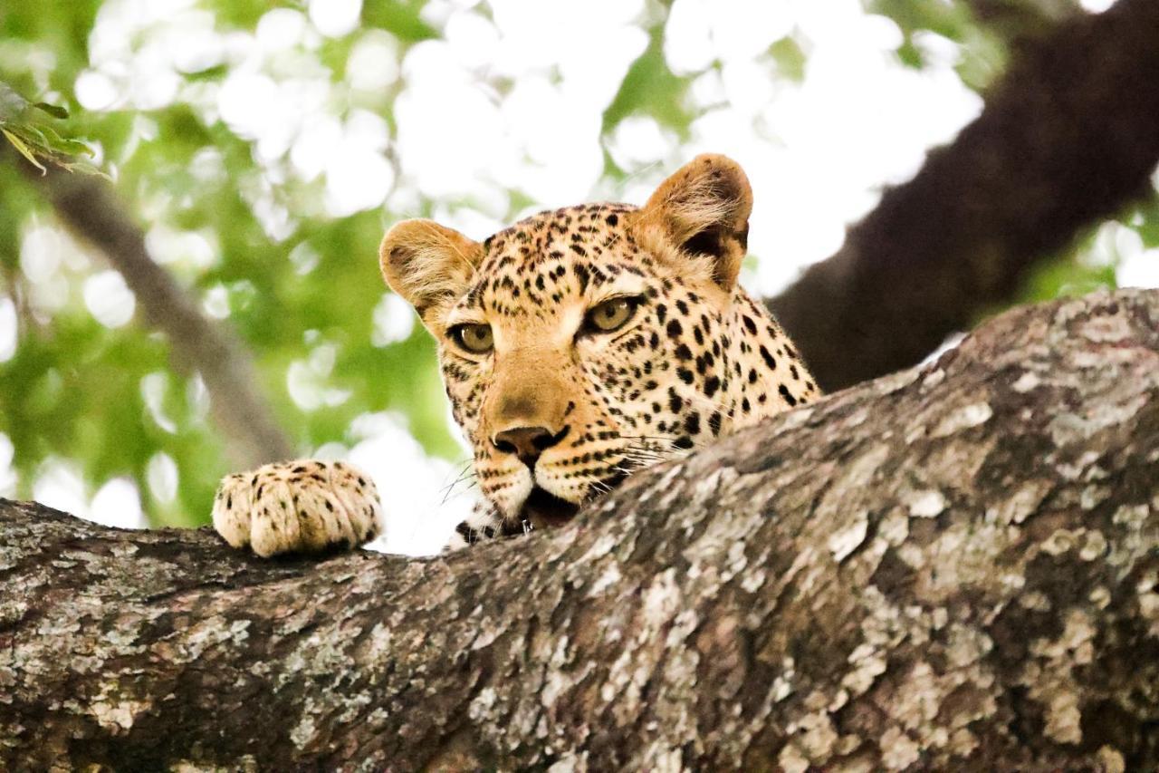 Karongwe Portfolio - Kuname Lodge Karongwe Game Reserve Ngoại thất bức ảnh