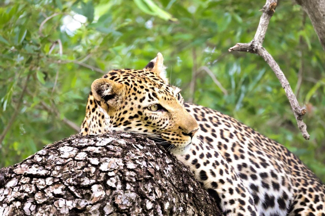 Karongwe Portfolio - Kuname Lodge Karongwe Game Reserve Ngoại thất bức ảnh