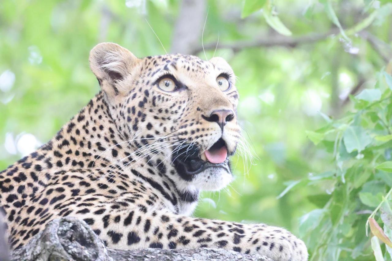 Karongwe Portfolio - Kuname Lodge Karongwe Game Reserve Ngoại thất bức ảnh