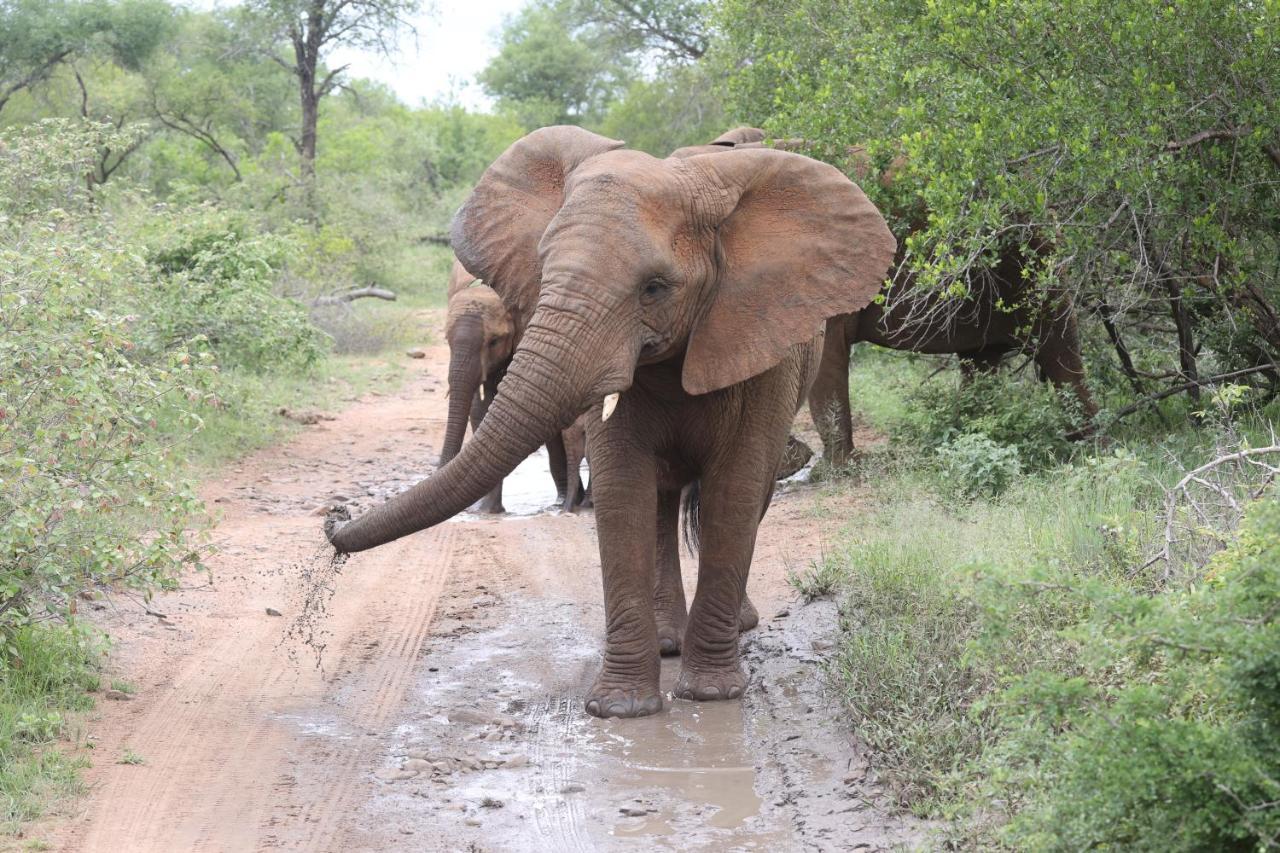 Karongwe Portfolio - Kuname Lodge Karongwe Game Reserve Ngoại thất bức ảnh