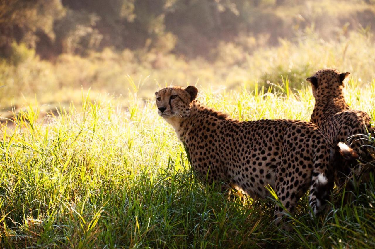 Karongwe Portfolio - Kuname Lodge Karongwe Game Reserve Ngoại thất bức ảnh