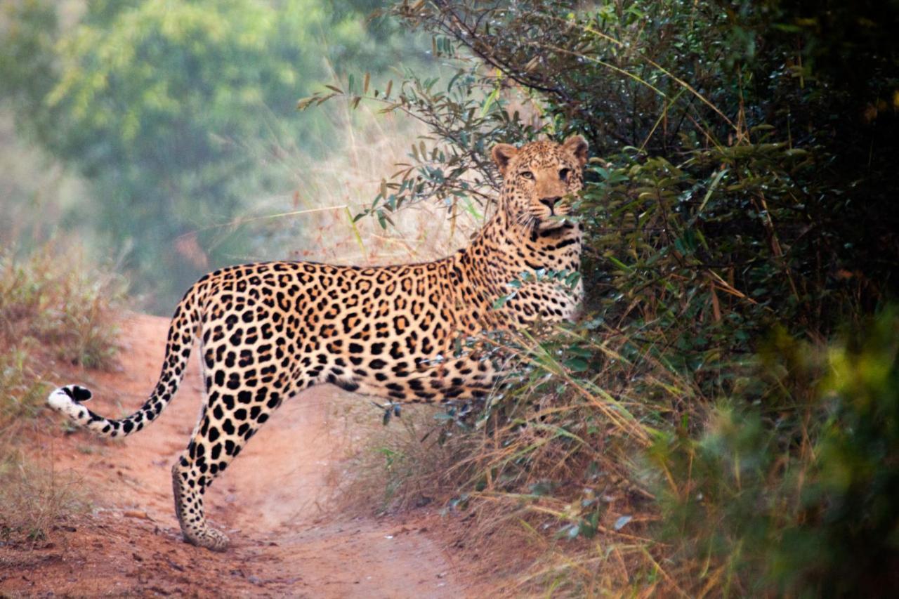 Karongwe Portfolio - Kuname Lodge Karongwe Game Reserve Ngoại thất bức ảnh