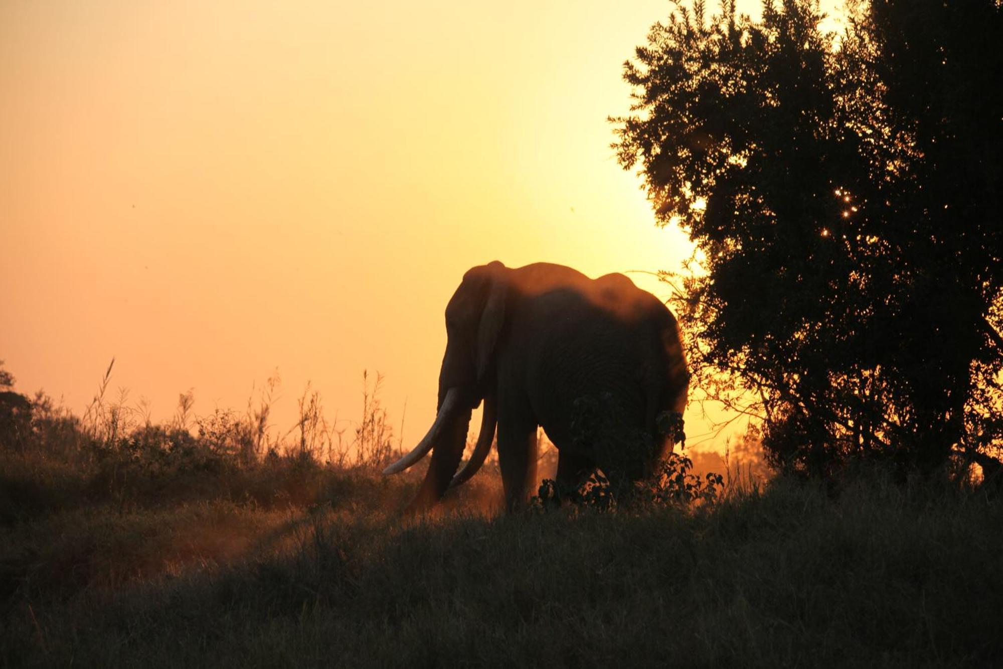 Karongwe Portfolio - Kuname Lodge Karongwe Game Reserve Ngoại thất bức ảnh