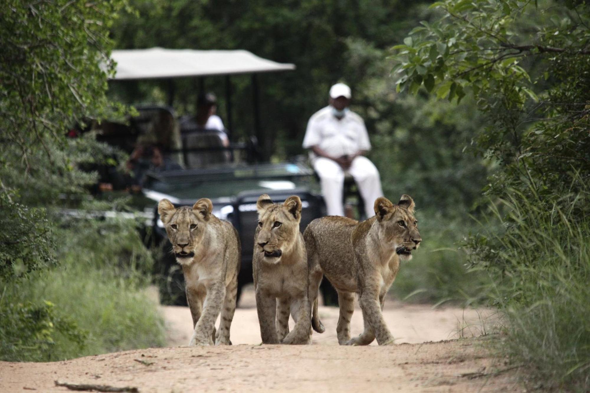Karongwe Portfolio - Kuname Lodge Karongwe Game Reserve Ngoại thất bức ảnh